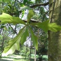 Quercus-nigra-RIMG00031