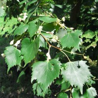 Tilia-mongolica-RIMG00101