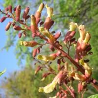 aesculus-neglecta-RIMG0292