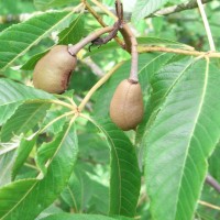 aesculus-neglecta-RIMG08452