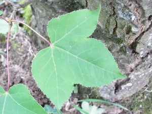 liquidambar-formosa-RIMG08171
