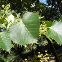 tilia-henryiana-RIMG0069