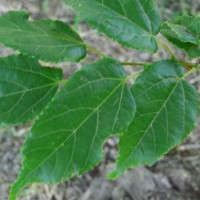 tilia-kiusiana-RIMG0657