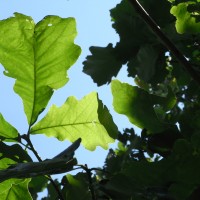 Quercus-bicolor-RIMG00471