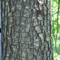 Quercus-rysophylla-RIMG0020