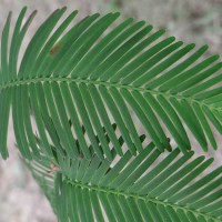 Metaséquoia-RIMG0611