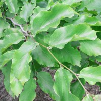 Parrotie-RIMG04852