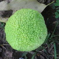 maclura-pomifera-RIMG0304