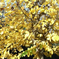 parrotia-RIMG0089