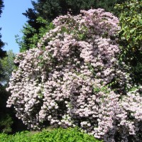 buisson-de-beauté-RIMG03964
