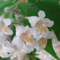 buisson-de-beauté-RIMG03981