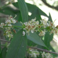 Fontanesia-RIMG04732