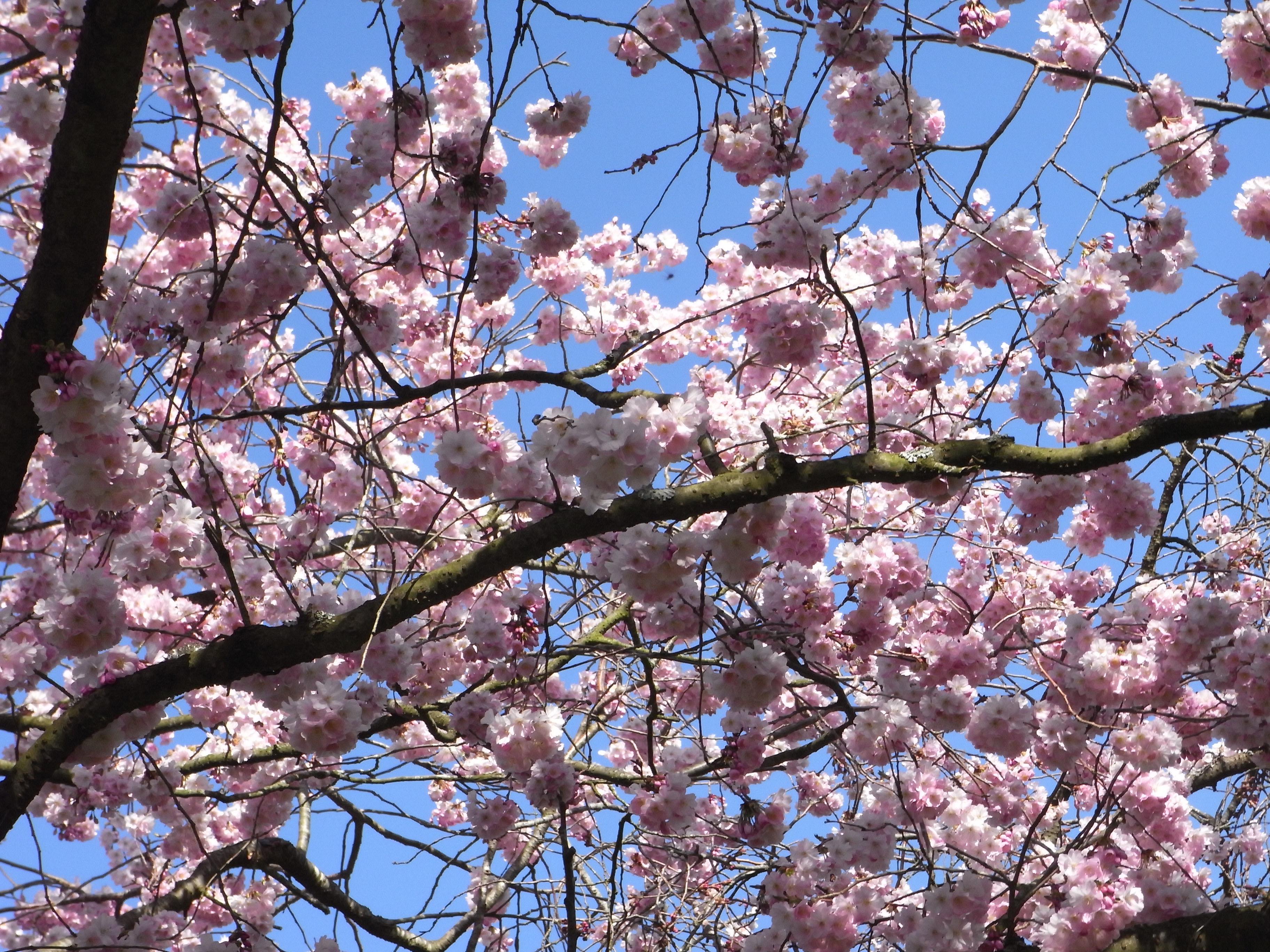 Comment soigner un cerisier du Japon ?