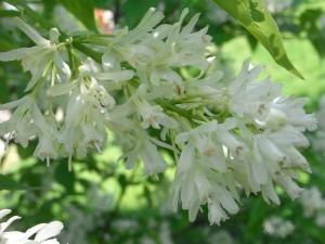 Staphylea-colchida-RIMG0256