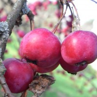 malus-red-sentinel-RIMG00722