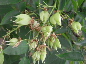 staphylea-colchida-RIMG0639
