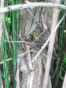 abelia-triflora-RIMG0102
