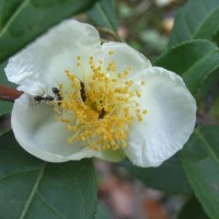 camelia-sinensis-R0012523