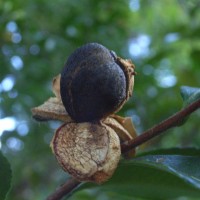 camellia-sinensis-R0012681