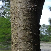 syringa-reticulata-RIMG0575
