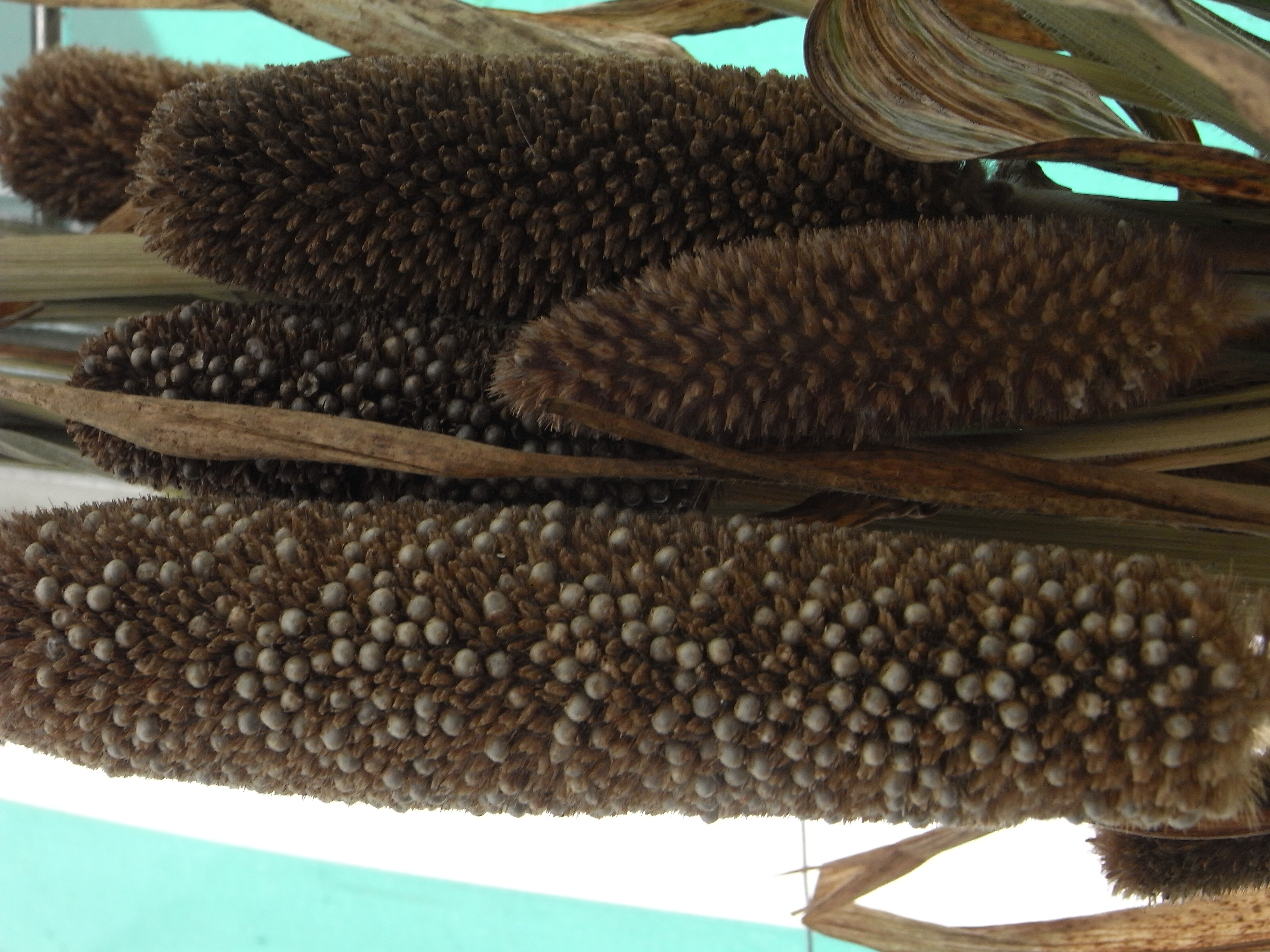 milletperléRIMG0435 Ma Botanique