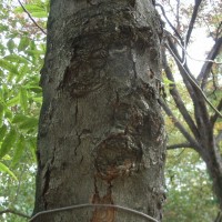 Hibiya Sapindus mukorossi R0013433