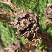 cone femelle sugi R0011026
