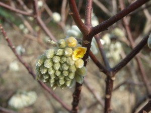 edgeworthia chrysantum R0010669