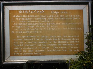 ginkgo biloba IMG_2685 -