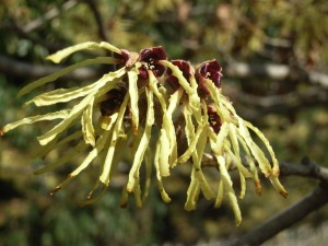 hamamelis R0010992