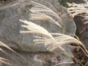 miscanthus sinensis Hakone R0012849
