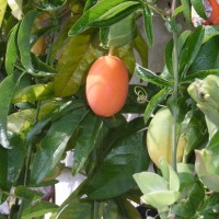 passiflora caerulea R0010284