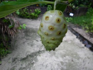 morinda P1000371