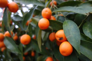 fortunella polyandra