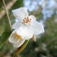 camellia tsaii
