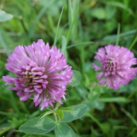 trifolium pratense