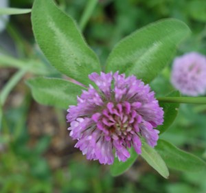 trifolium pratense DSC01387