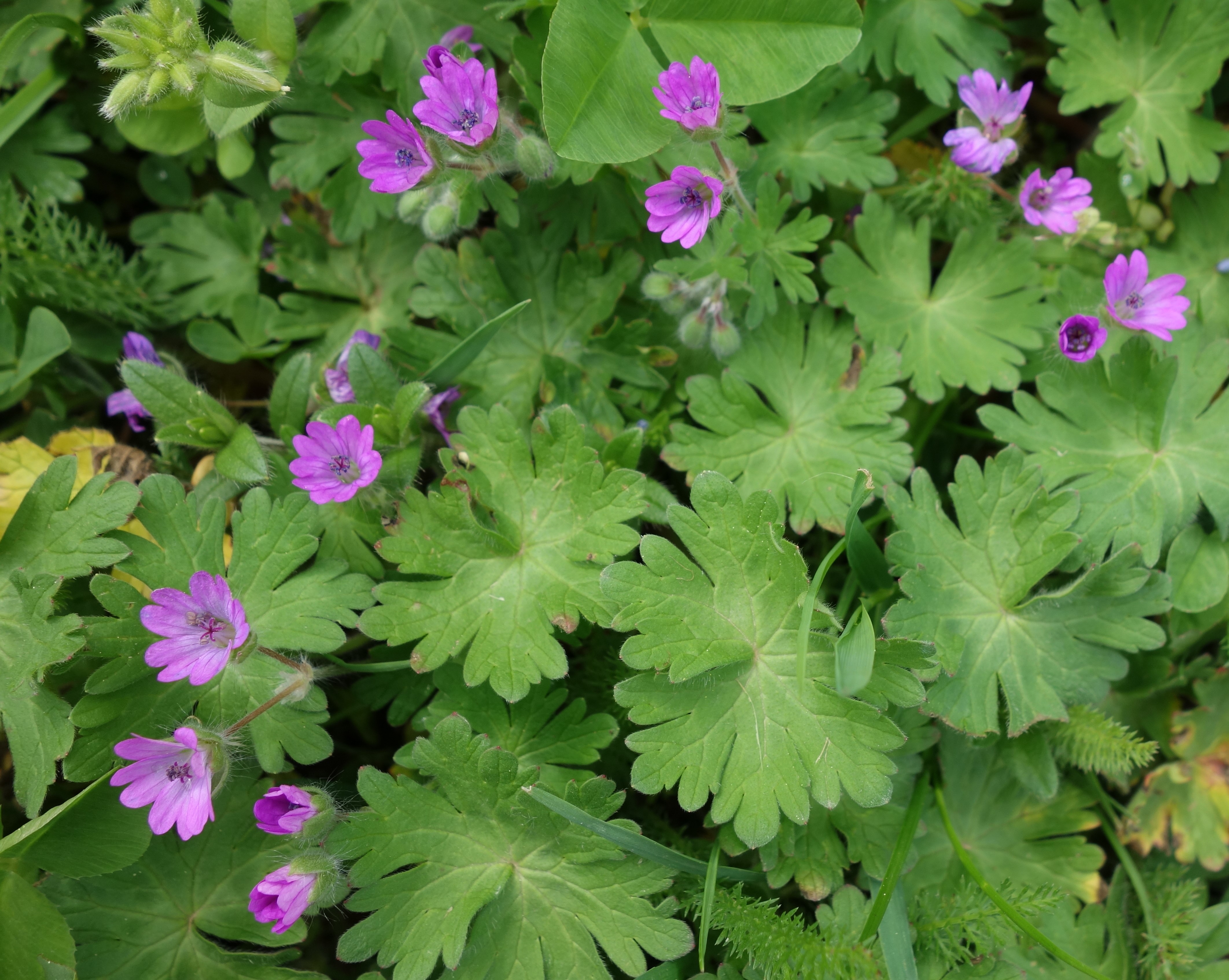 Géranium mou Ma Botanique