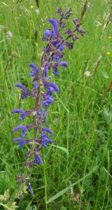 salvia DSC08566