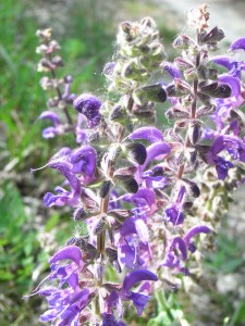salvia pratensis