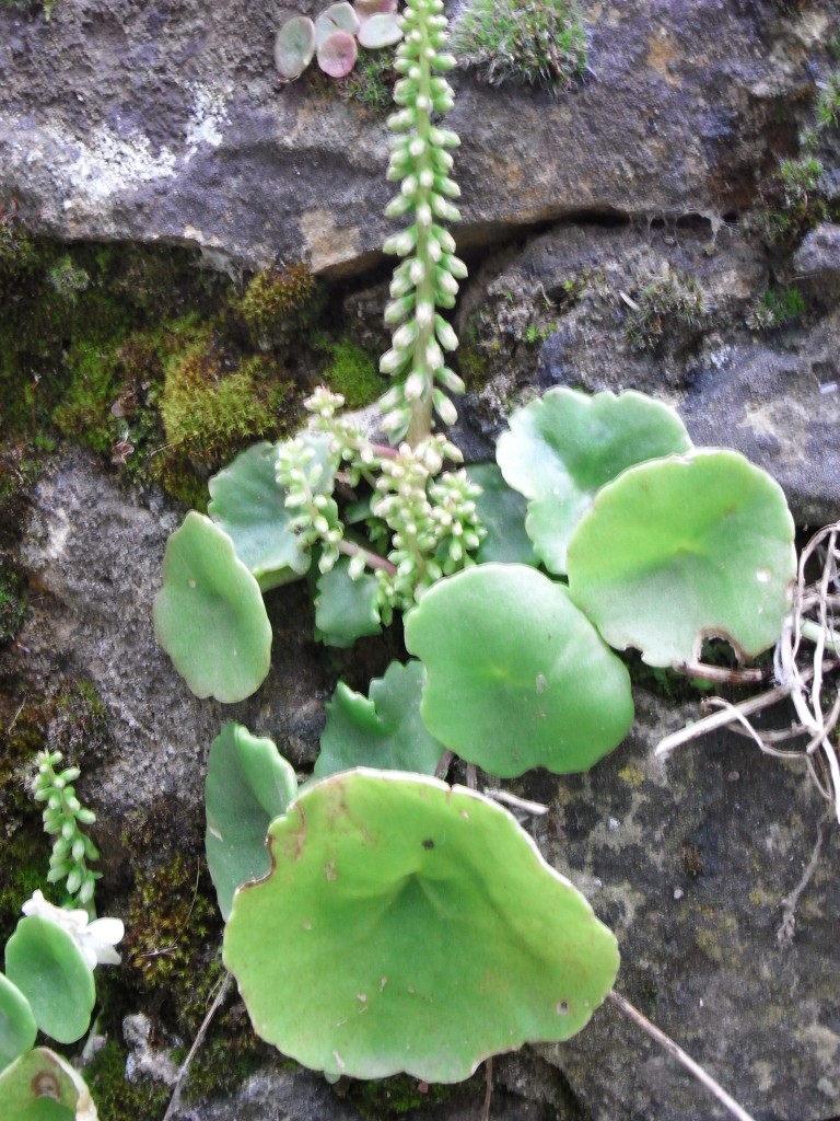 Nombril de Vénus Ma Botanique