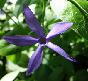 vinca difformis