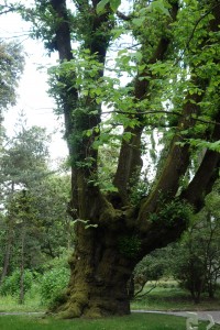 castanea sativa