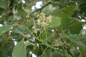 cinnamomum camphora