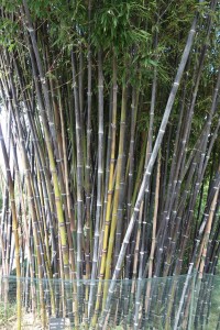 phyllostachys nigra