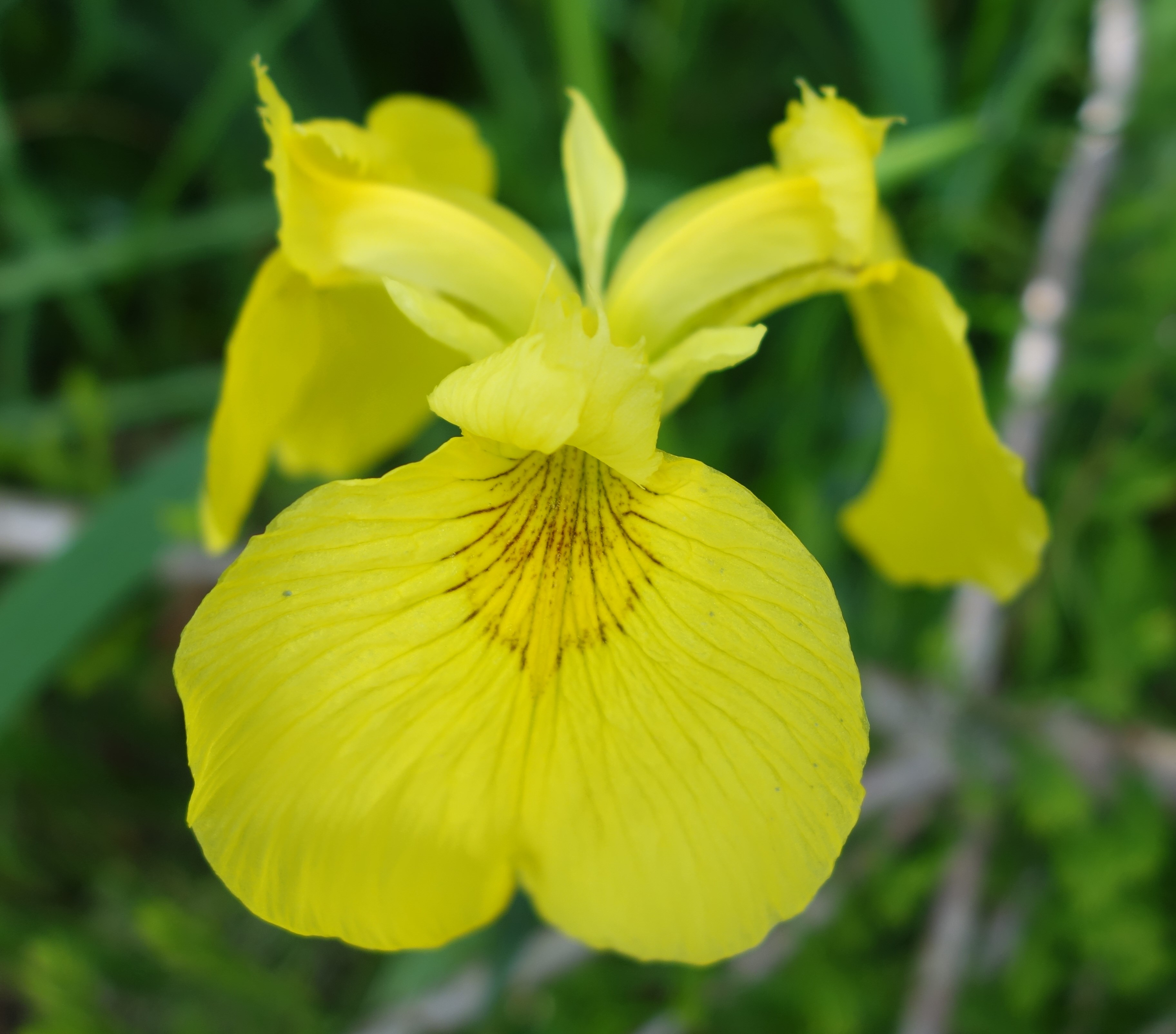 Iris jaune, Iris fauxacore Ma Botanique
