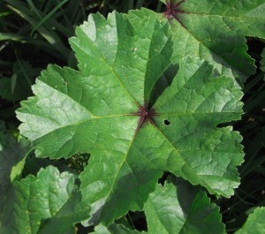 malva-sylvestris-RIMG0009-300x265