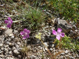 dianthus caryophyllus