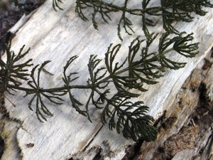 ceratophyllum demersum
