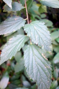celtis australis